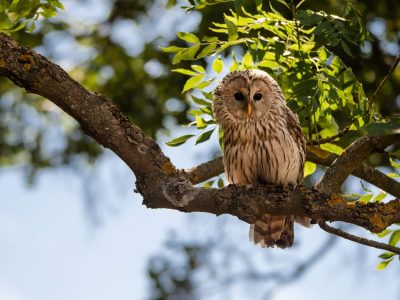 Tierpark Thale