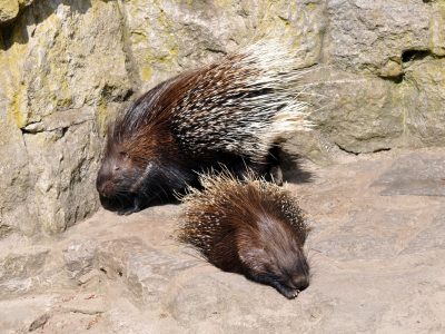 Tierpark Thale
