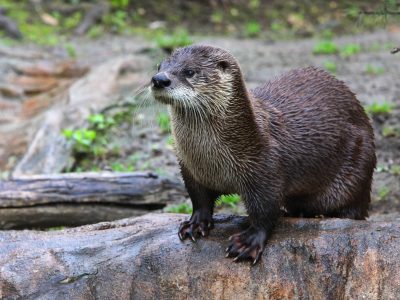 Tierpark Thale