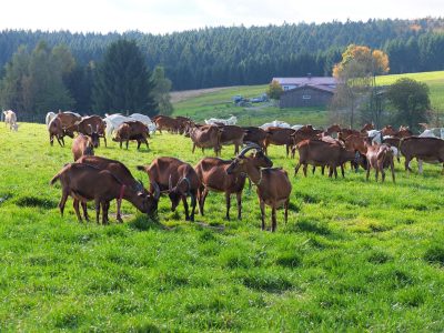 Ziegenalm Sophienhof Ausflugsziel