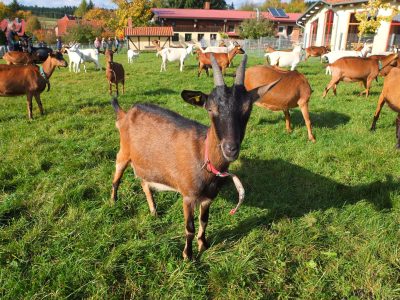 Ziegenalm Sophienhof Ausflugsziel