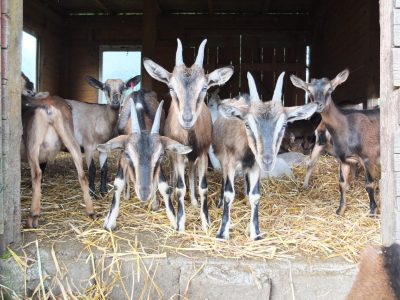 Ziegenalm Sophienhof Ausflugsziel