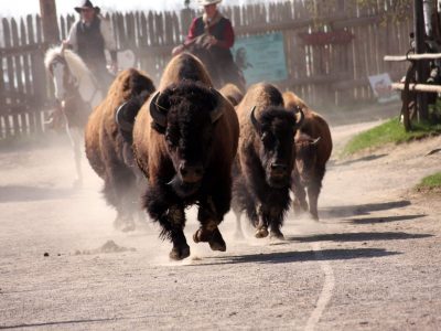 Pullman City Harz