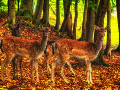 Wernigerode Natur