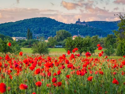 Wernigerode Natur Schloss